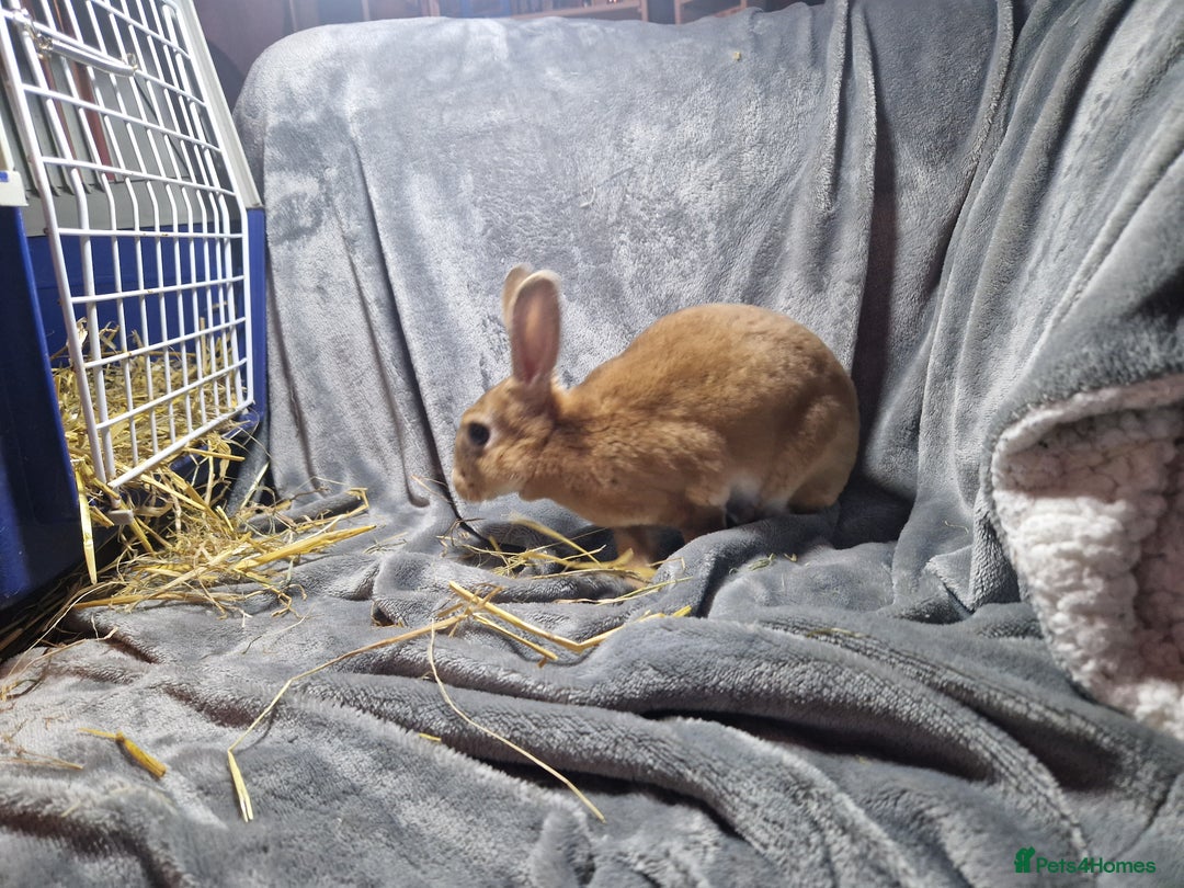 Rex rabbits for sale: Purebred Red Agouti Mini Rex Babies- 1 boy 1 girl  - Image 4