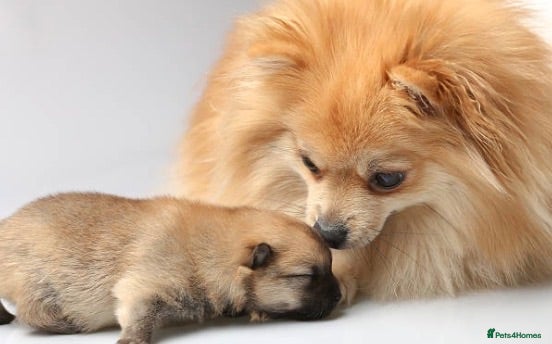 Pomeranian dogs Pomeranian  - Advert 1