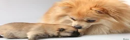 Pomeranian dogs for sale: Pomeranian  - Advert 1