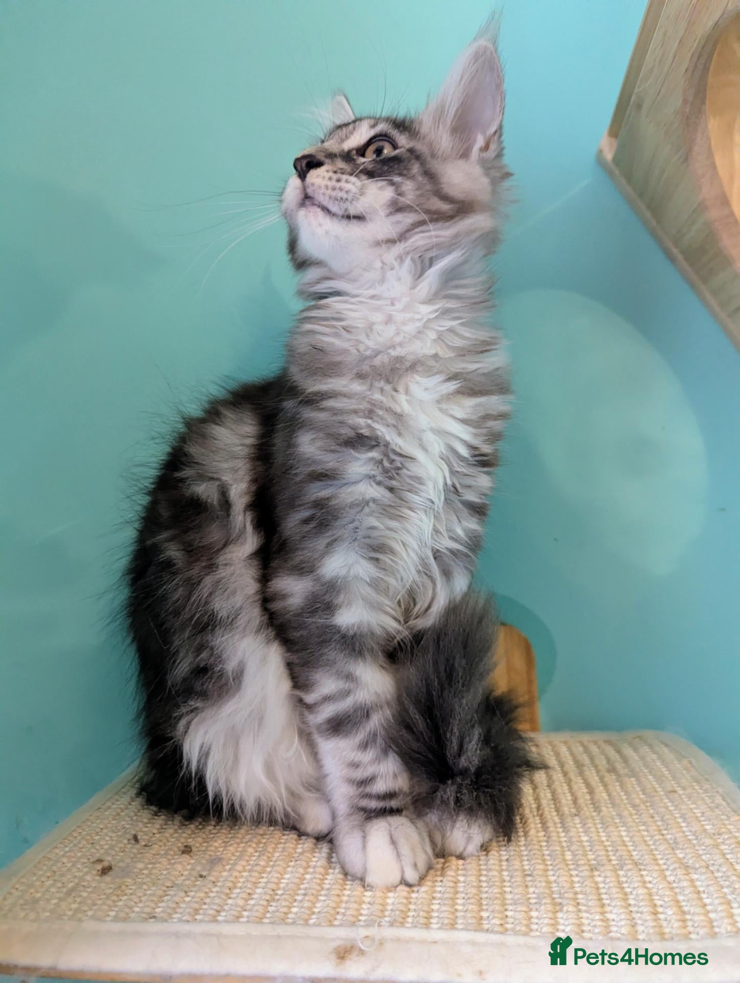 Maine Coon cats Pedigreed Maine Coon kittens - Advert 2