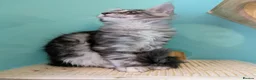 Maine Coon cats for sale: Pedigreed Maine Coon kittens - Advert 2