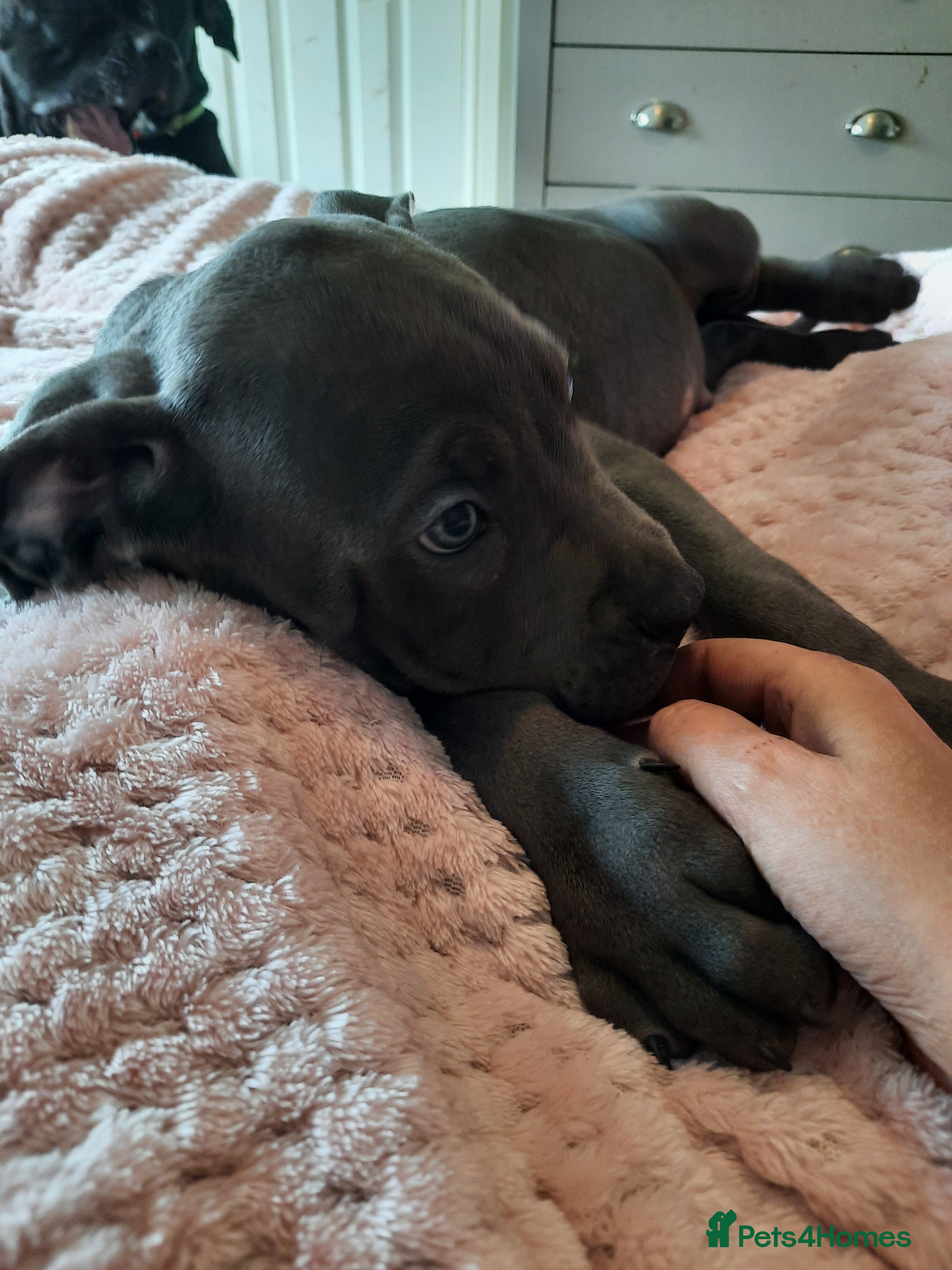 Cane Corso dogs Cane Corso puppies Ready To Leave! - Advert 1