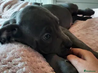 Cane Corso dogs Cane Corso puppies Ready To Leave! - Advert 1