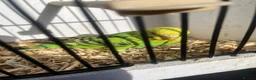 Budgerigars birds for sale: Stunning mutations  - Advert 8