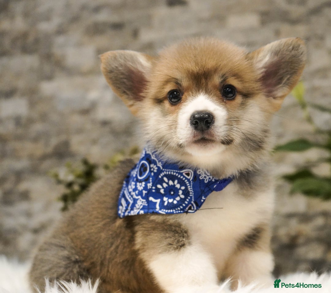 Welsh Corgi Pembroke dogs for sale: Welsh Corgi (Pembroke) - Advert 4