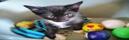Mixed Breed cats for sale: Kittens  - Advert 5