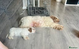 Mixed Breed dogs for sale: Three puppies for sell  in Rushden - Image 6