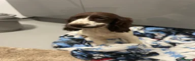 Cocker Spaniel 3