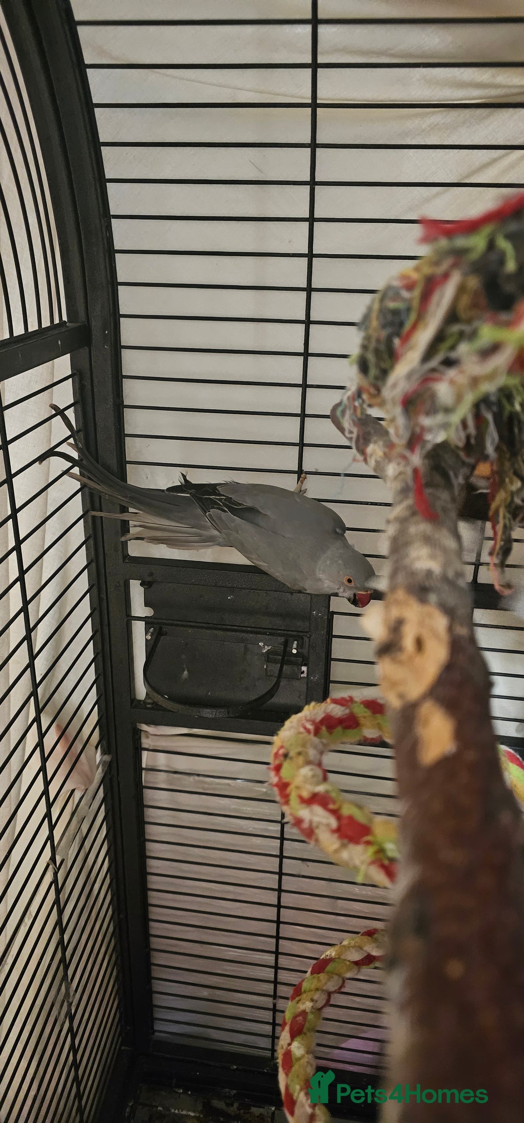 Ringnecks birds for sale: Grey indian ringneck parrot - Advert 2