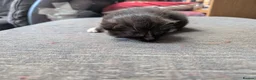 Mixed Breed cats for sale: Black and White Kittens - Advert 11