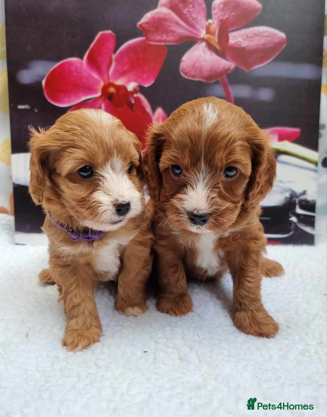 Cavapoo dogs  Cavapoo F1 puppies,DNA tested parents - Advert 8