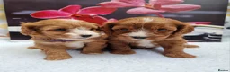 Cavapoo dogs for sale:  Cavapoo F1 puppies,DNA tested parents - Advert 6