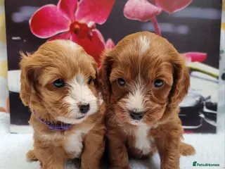 Cavapoo dogs Cavapoo F1 puppies,DNA tested parents - Advert 8