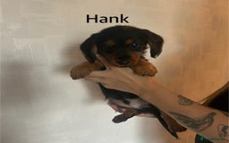 Mixed Breed dogs for sale: Miniature Dorkies - Image 12