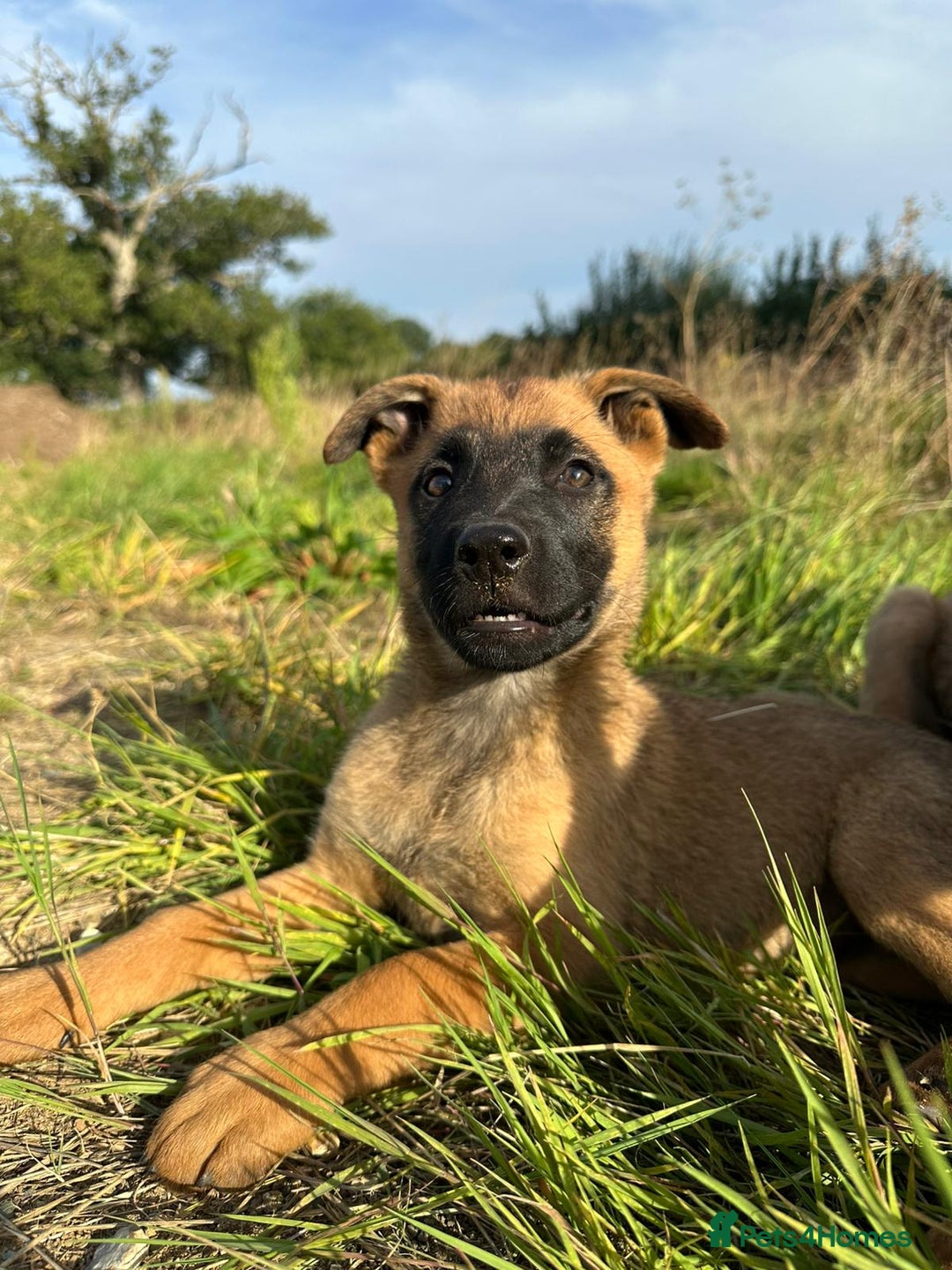 Mixed Breed dogs for sale: German shepherd x Belgian shepherd puppies - Image 27