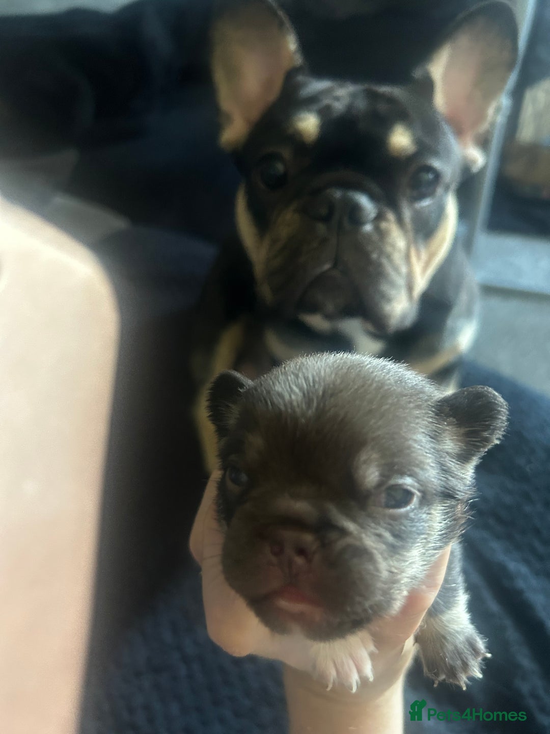 French Bulldog dogs for sale: French bulldog puppies  - Image 6