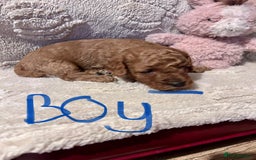 Cockapoo dogs for sale: Toy cockapoo puppies 3 boys 2 girls fox red  - Image 6