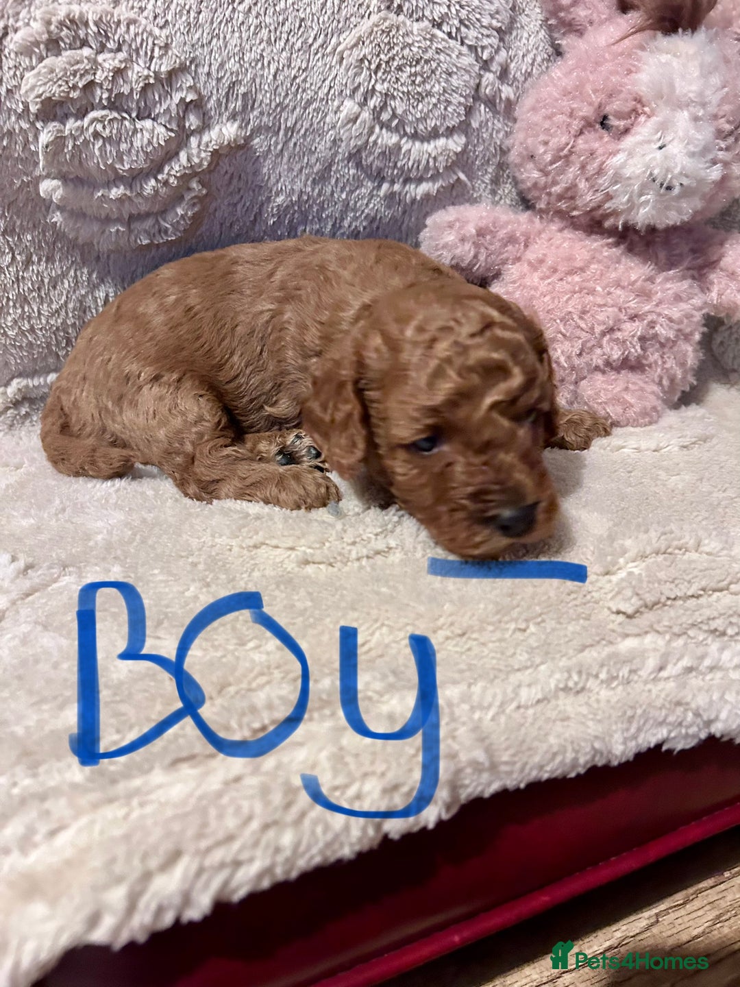Cockapoo dogs for sale: Toy cockapoo puppies 3 boys 2 girls fox red  - Image 6