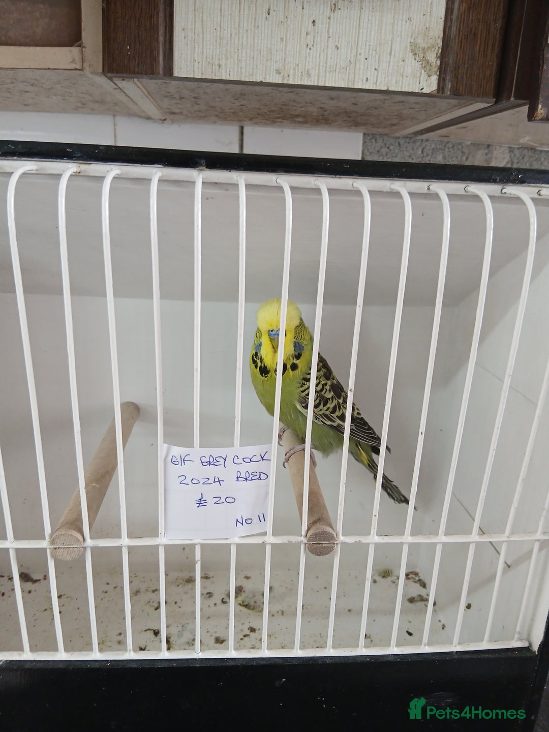 Budgerigars birds for sale: Budgies - Image 2