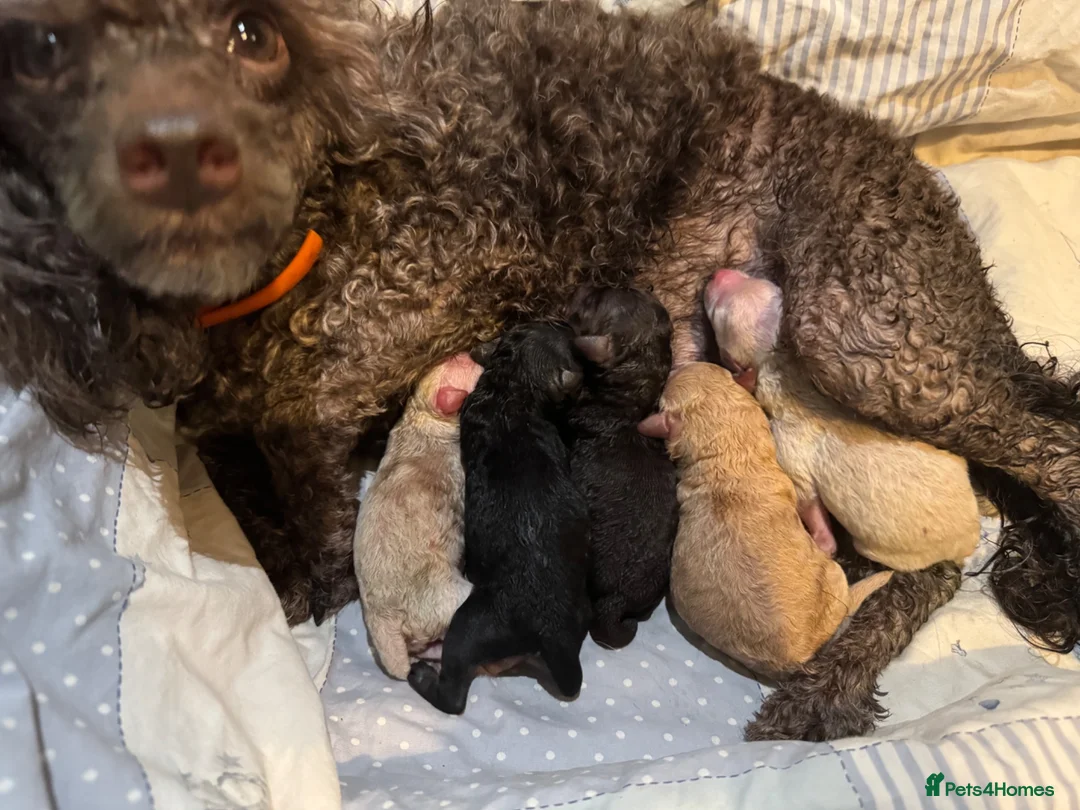 Toy Poodle dogs for sale: Beautiful toy poodles, ready now  - Advert 13