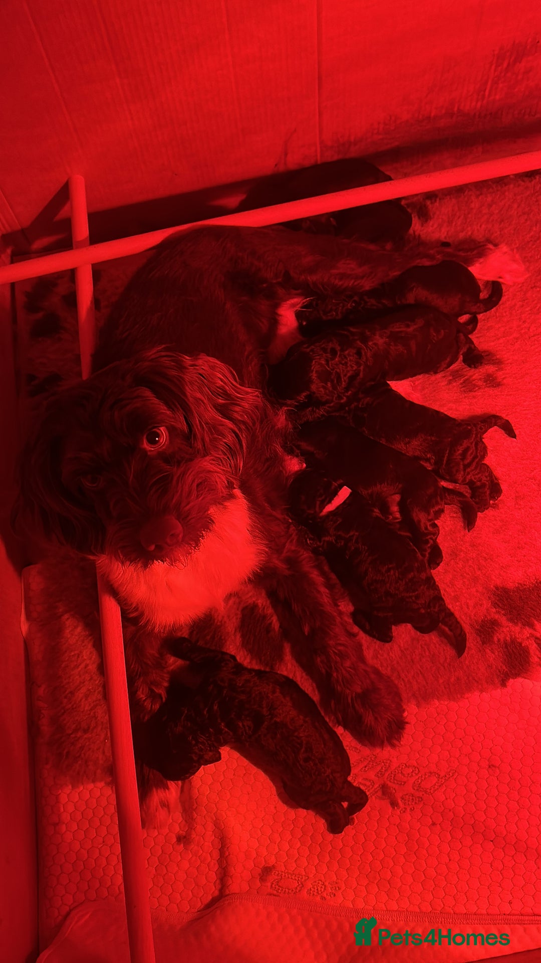 Cockapoo dogs for sale: Beautiful Cockapoo Puppies  - Advert 13