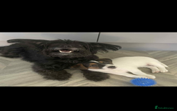 Jackapoo dogs for sale: mini jackapoo pups in Southampton - Image 1