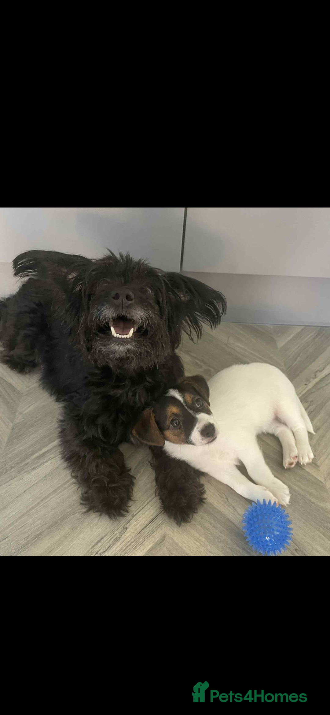 Jackapoo dogs for sale: mini jackapoo pups in Southampton - Image 1