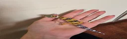 Leopard Gecko reptiles for sale: Baby leopard geckos - Advert 6