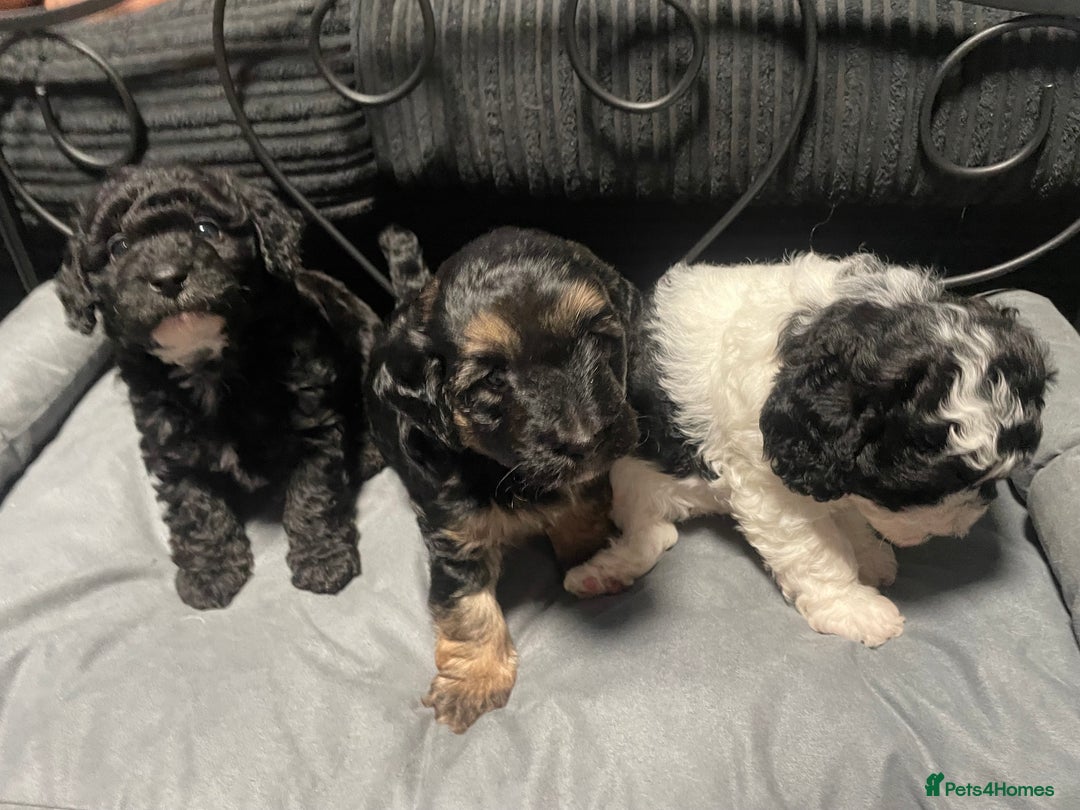 Labradoodle dogs for sale: F1bb miniature labradoodle puppies ready to go - Image 7