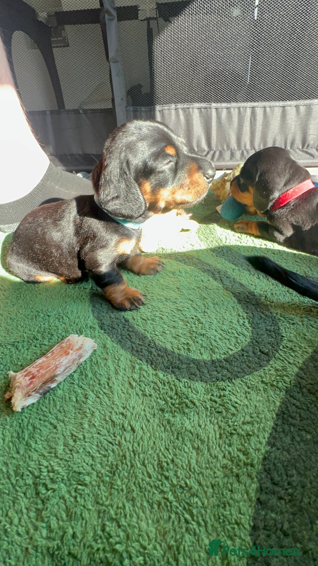 Miniature Dachshund dogs for sale: Stunning Smooth Black & Tan Miniature Dachshunds - Image 14
