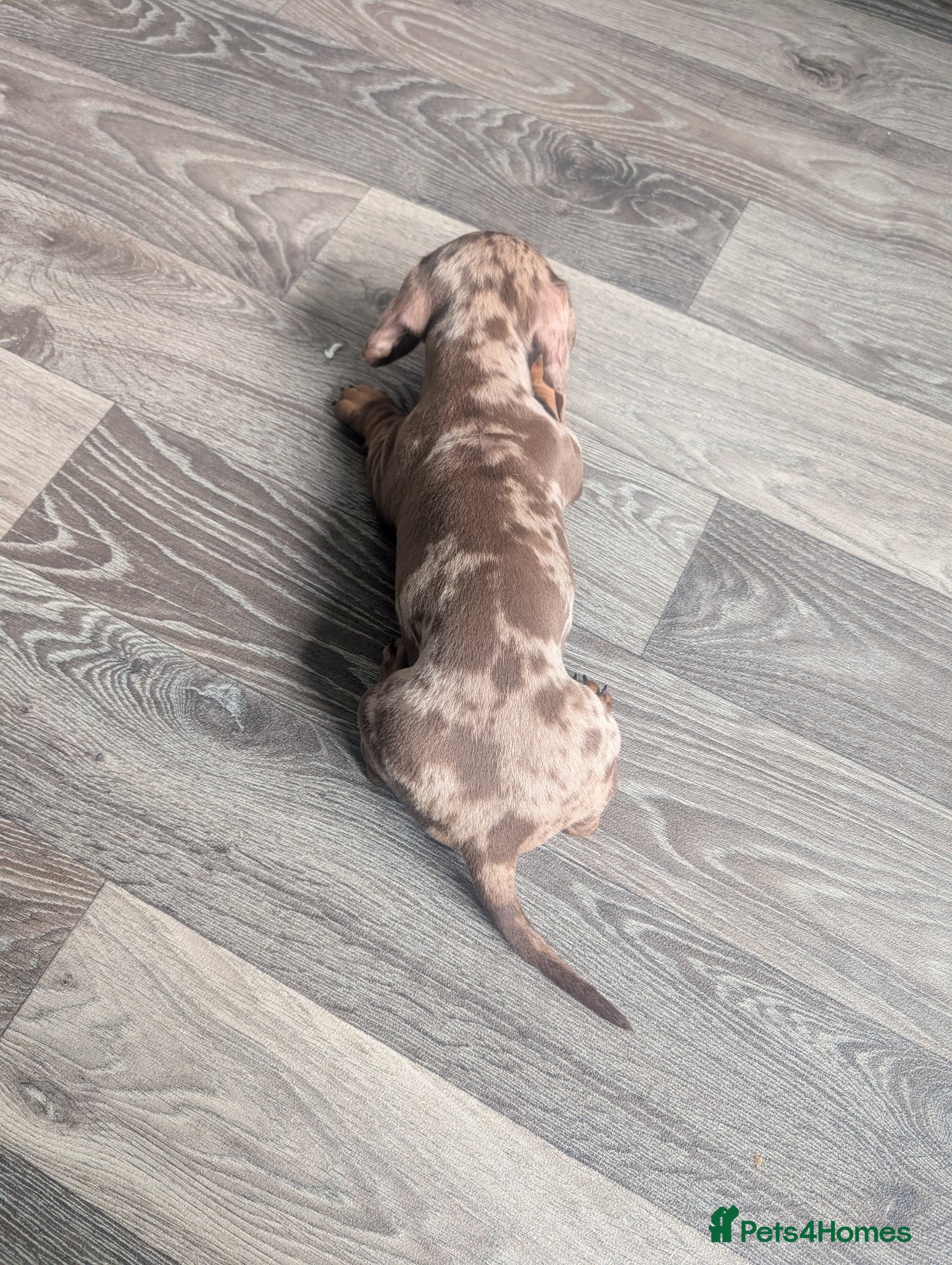 Miniature Dachshund dogs for sale: Adorable Miniature Dachshund Puppies Ready Now in Knottingley - Advert 11