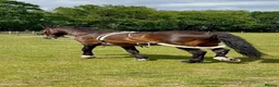 Irish Cob horses for sale: 15.2hh bomb proof hack  - Advert 3