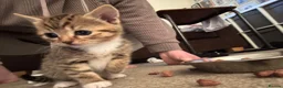 Mixed Breed cats for sale: Beautiful kittens  in Ipswich - Advert 10