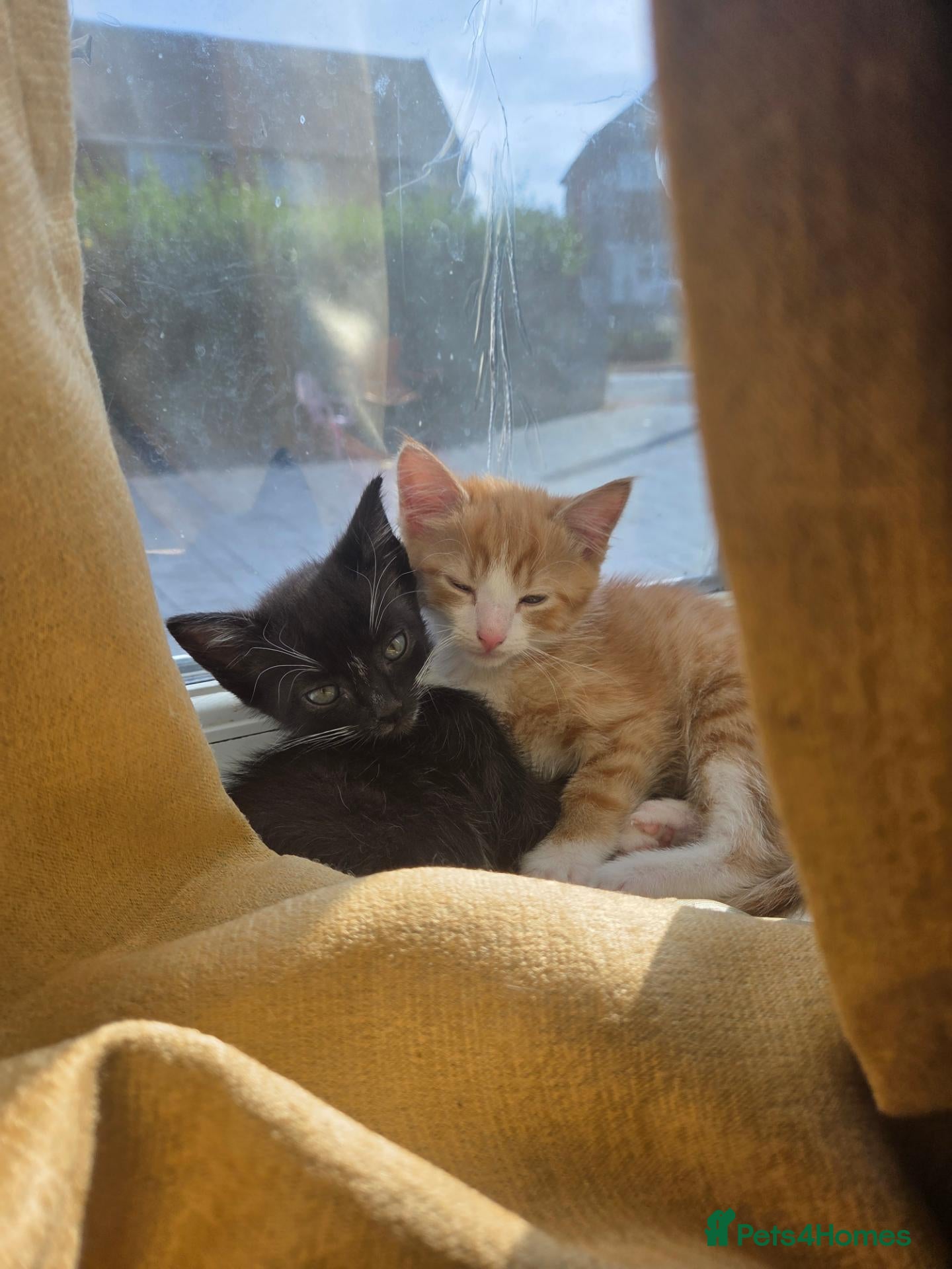 Mixed Breed cats Male kitten - Advert 12