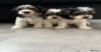 Biewer Terrier dogs *Ready for new homes* 3 Purebred Biewer Terriers - Advert 5