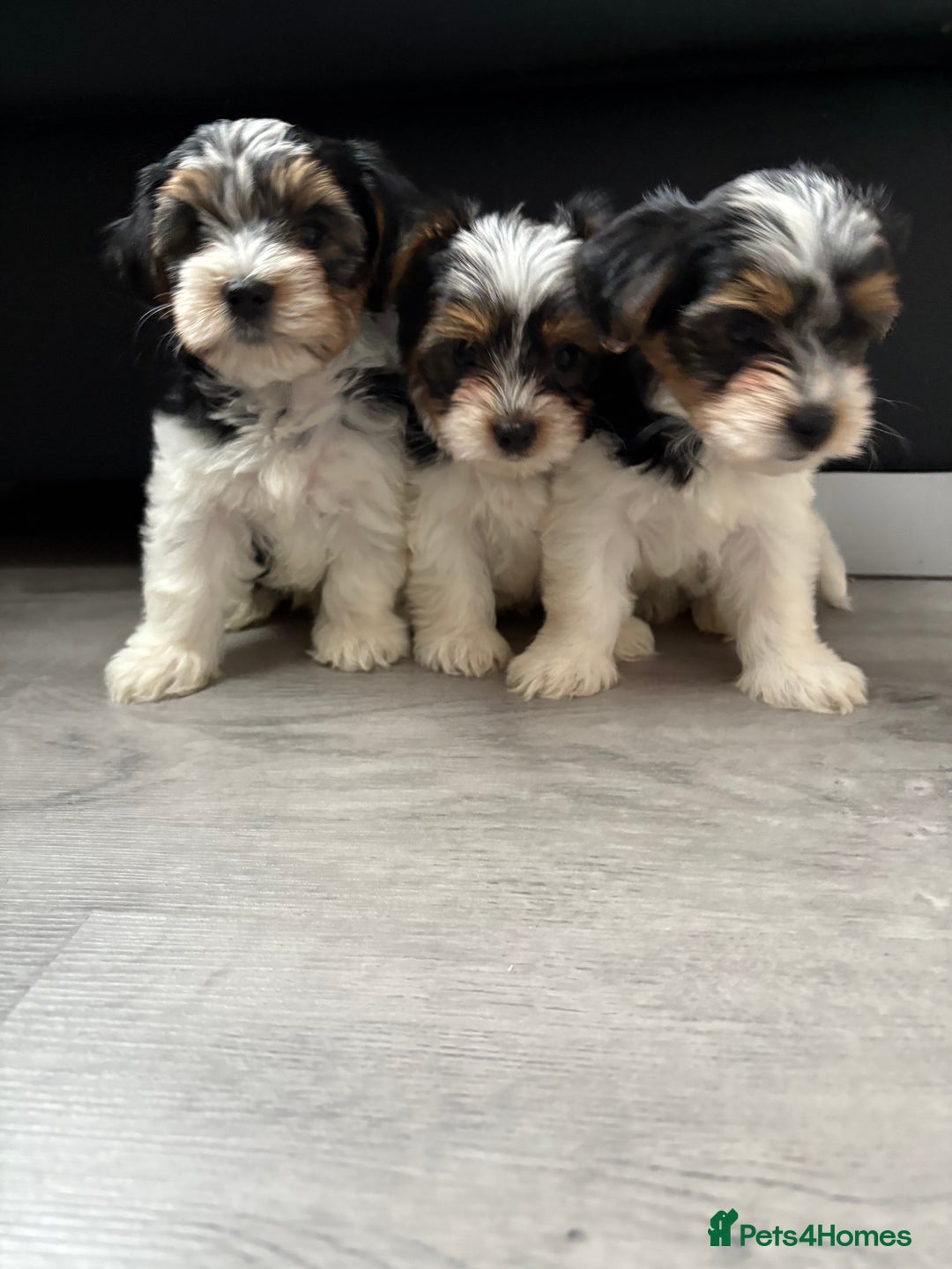 Biewer Terrier dogs for sale: *Last boy ready for new home*Pure Biewer Terriers - Advert 4