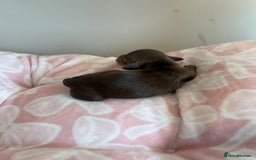 Miniature Dachshund dogs for sale: Miniture dashaund puppies long haired and dapple - Image 8