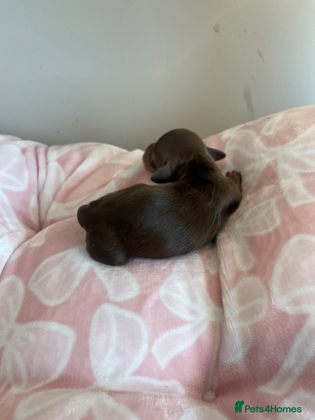 Miniature Dachshund dogs for sale: Miniture dashaund puppies long haired and dapple - Image 8