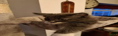 Norwegian Forest Cat 5