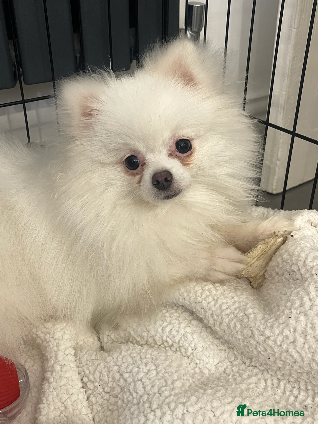 Pomeranian dogs for sale: Stunning white female Pomeranian  - Advert 4
