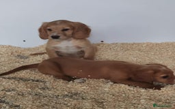 Cocker Spaniel dogs for sale: Fully vaccinated, Working type kc cocker spaniels - Image 8