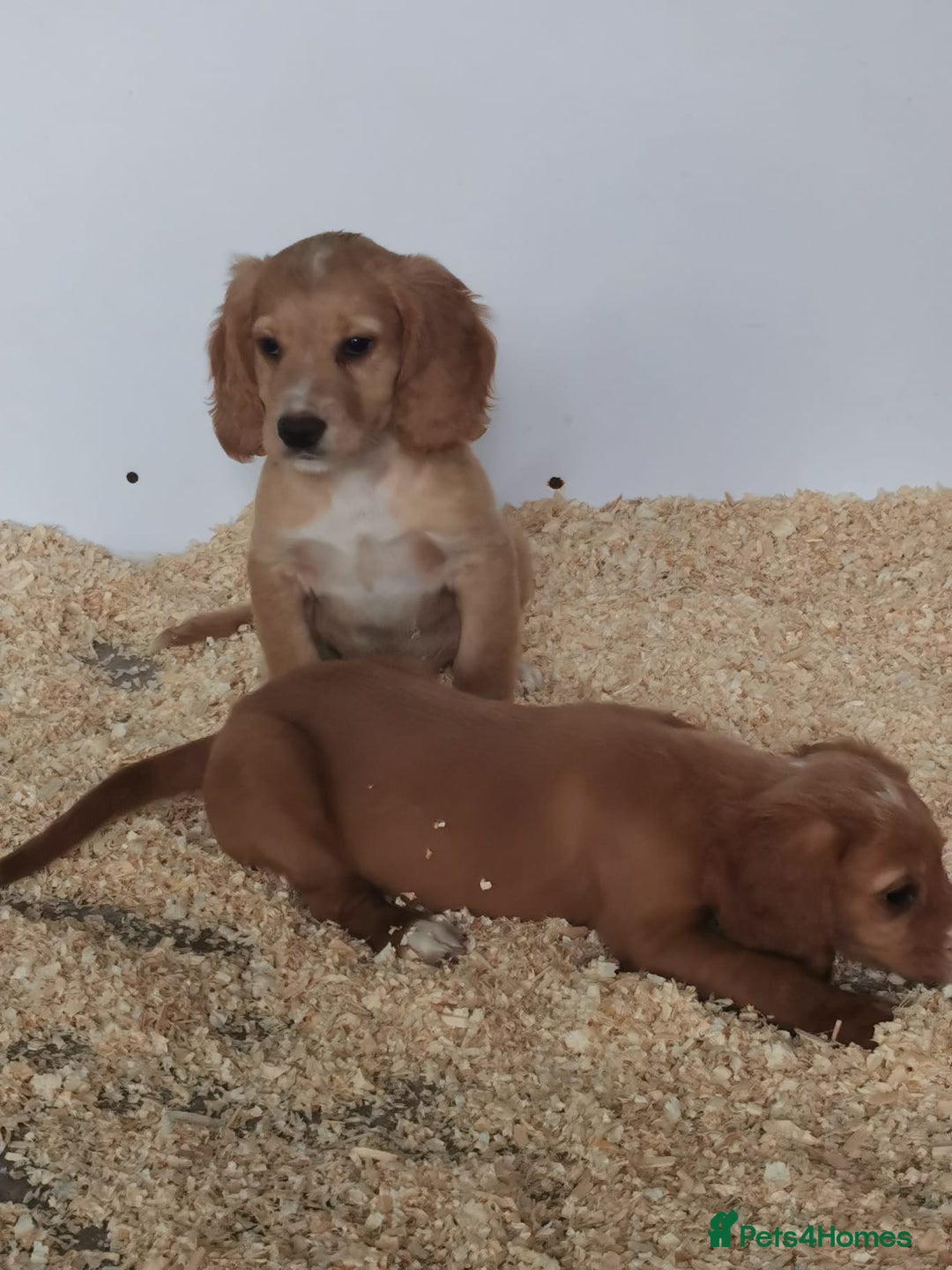 Cocker Spaniel dogs for sale: Fully vaccinated, Working type kc cocker spaniels - Image 8