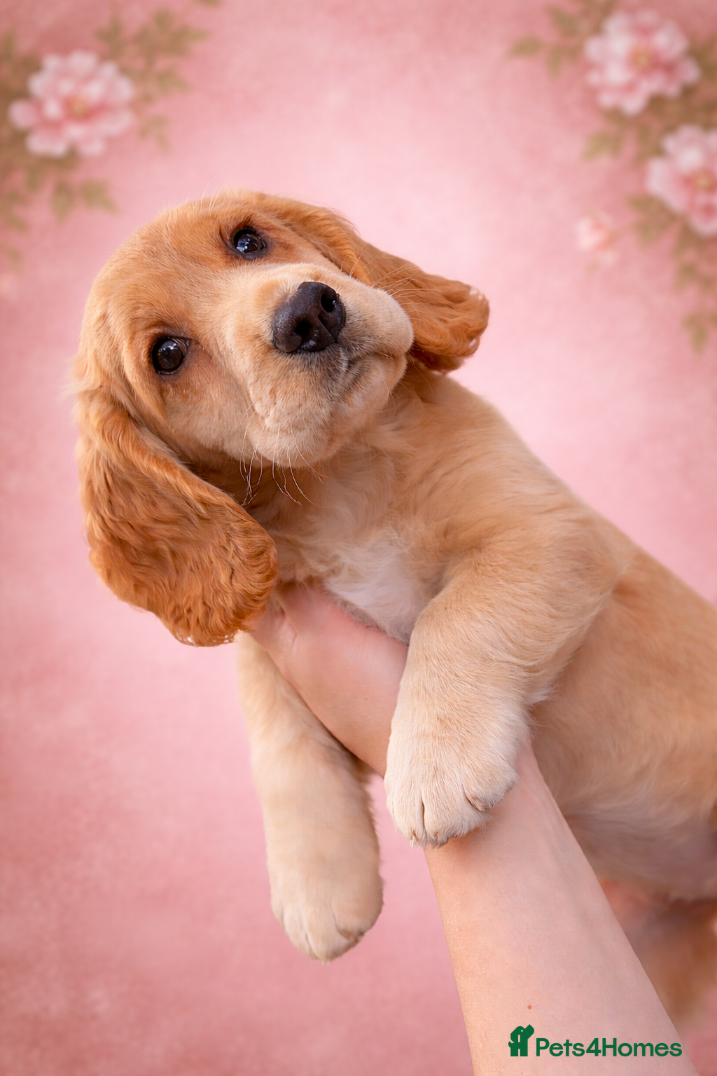 Cocker Spaniel dogs  CHAMPION BLOODLINE WORKING COCKER GIRL available  - Advert 9