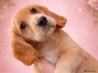 Cocker Spaniel dogs CHAMPION BLOODLINE WORKING COCKER GIRL available - Advert 9