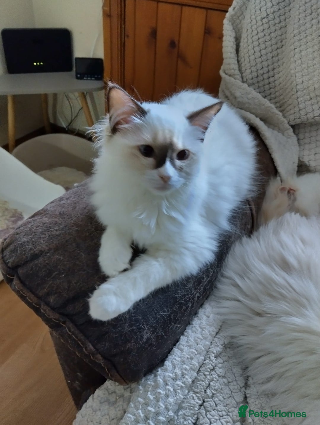 Ragdoll cats for sale: GCCF Chocolate Point with White Bi-color Kittens - Advert 26
