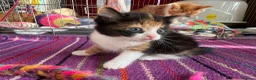 Mixed Breed cats for adoption: 4 rescue kittens looking for forever homes in Hook - Advert 6