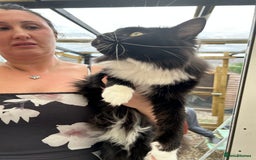 Maine Coon cats for sale: X Maine coon kits - Image 18