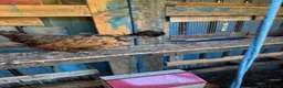 Chickens poultry for sale: Roosters and Hens for sale - Advert 10
