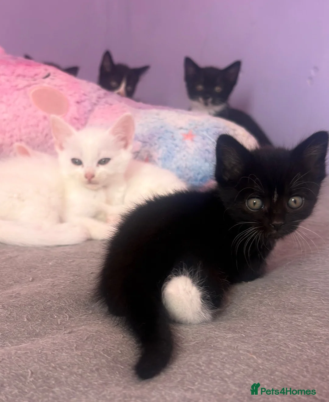 Mixed Breed cats for sale: Cute loving kittens need a home  - Advert 1