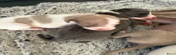 Italian Greyhound dogs for sale: Italian Greyhound  - Advert 4